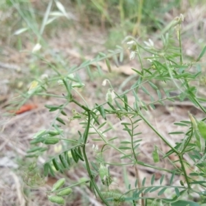 Vicia villosa subsp. eriocarpa at Jerrabomberra, ACT - 2 Nov 2018 10:07 AM