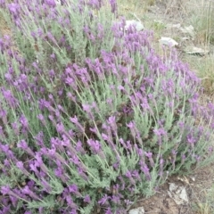 Lavandula stoechas (Spanish Lavender or Topped Lavender) at Isaacs Ridge and Nearby - 1 Nov 2018 by Mike
