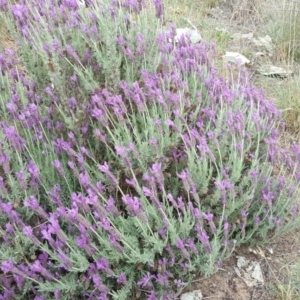 Lavandula stoechas at Isaacs Ridge and Nearby - 2 Nov 2018