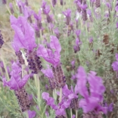 Lavandula stoechas at Isaacs Ridge and Nearby - 2 Nov 2018 09:54 AM