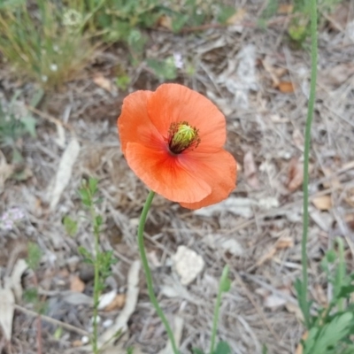 Papaver dubium (Longhead Poppy) at Jerrabomberra, ACT - 1 Nov 2018 by Mike