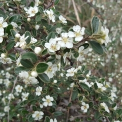 Cotoneaster rotundifolius (A Cotoneaster) at Jerrabomberra, ACT - 1 Nov 2018 by Mike