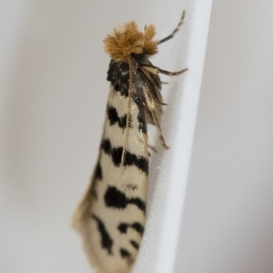 Iphierga sp. (genus) at Michelago, NSW - 1 Nov 2018 06:59 AM