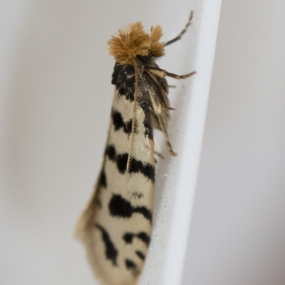 Iphierga sp. (genus) (A case moth) at Michelago, NSW - 31 Oct 2018 by Illilanga