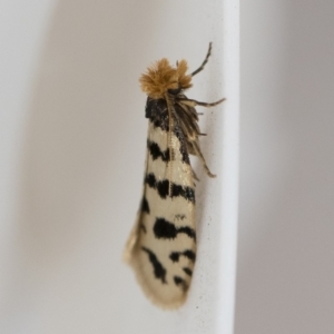 Iphierga sp. (genus) at Michelago, NSW - 1 Nov 2018 06:59 AM