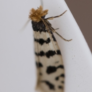 Iphierga sp. (genus) at Michelago, NSW - 1 Nov 2018 06:59 AM