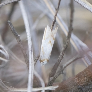 Oxythecta acceptella at Michelago, NSW - 13 Oct 2018 01:49 PM