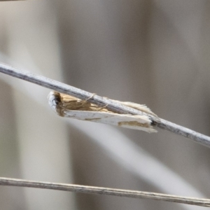 Oxythecta acceptella at Michelago, NSW - 13 Oct 2018