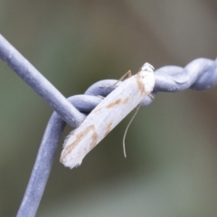 Oxythecta acceptella at Michelago, NSW - 13 Oct 2018