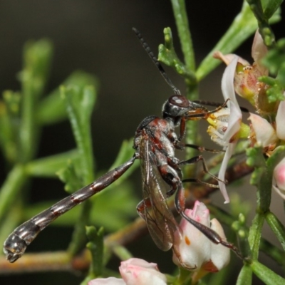 Pseudofoenus sp. (genus) (Unidentified bee-parasite wasp, burrowing bee parasite wasp) at Acton, ACT - 31 Oct 2018 by TimL