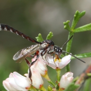 Pseudofoenus sp. (genus) at Acton, ACT - 31 Oct 2018 11:47 AM