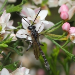 Pseudofoenus sp. (genus) at Acton, ACT - 31 Oct 2018