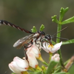 Pseudofoenus sp. (genus) at Acton, ACT - 31 Oct 2018