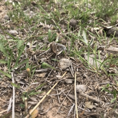 Synemon plana (Golden Sun Moth) at Forde, ACT - 2 Nov 2018 by JasonC