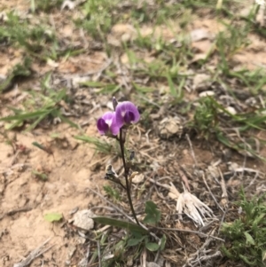 Glycine tabacina at Forde, ACT - 2 Nov 2018