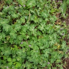 Geranium solanderi (Native Geranium) at Corrowong, NSW - 17 Oct 2018 by BlackFlat