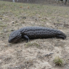 Tiliqua rugosa (Shingleback Lizard) at Majura, ACT - 2 Nov 2018 by WalterEgo