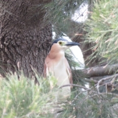 Nycticorax caledonicus (Nankeen Night-Heron) at Giralang Wetlands - 23 Oct 2018 by KumikoCallaway