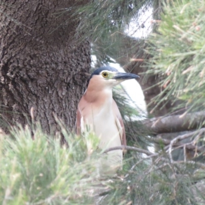 Nycticorax caledonicus (Nankeen Night-Heron) at Giralang Wetlands - 23 Oct 2018 by KumikoCallaway