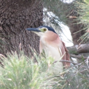 Nycticorax caledonicus at Giralang, ACT - 23 Oct 2018