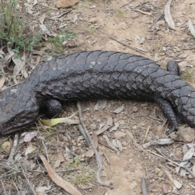 Tiliqua rugosa (Shingleback Lizard) at Majura, ACT - 2 Nov 2018 by WalterEgo