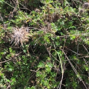 Acaena novae-zelandiae at Corrowong, NSW - 26 Oct 2018 10:38 AM