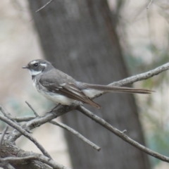 Rhipidura albiscapa (Grey Fantail) at Campbell, ACT - 1 Nov 2018 by WalterEgo