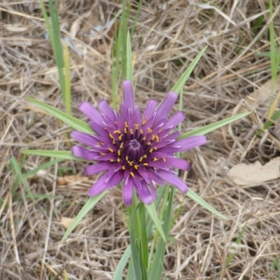 Tragopogon porrifolius subsp. porrifolius (Salsify, Oyster Plant) at Isaacs Ridge and Nearby - 1 Nov 2018 by Mike