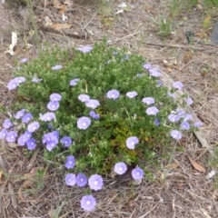 Convolvulus sabatius (Blue Rock Bindweed) at Isaacs Ridge and Nearby - 2 Nov 2018 by Mike