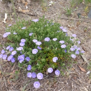 Convolvulus sabatius at Isaacs Ridge and Nearby - 2 Nov 2018