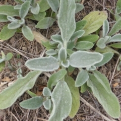 Stachys byzantina (Lambs Ears) at Isaacs Ridge - 2 Nov 2018 by Mike