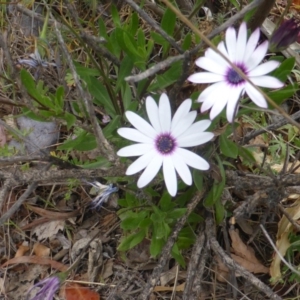 Dimorphotheca ecklonis at Isaacs Ridge and Nearby - 2 Nov 2018