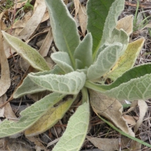 Verbascum thapsus subsp. thapsus at Isaacs Ridge and Nearby - 2 Nov 2018