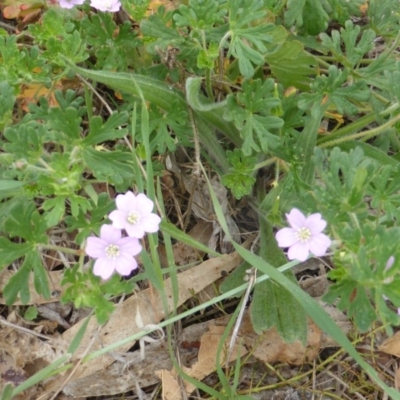 Geranium solanderi var. solanderi (Native Geranium) at Isaacs Ridge - 1 Nov 2018 by Mike