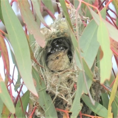 Smicrornis brevirostris (Weebill) at Fadden, ACT - 22 Oct 2018 by KumikoCallaway