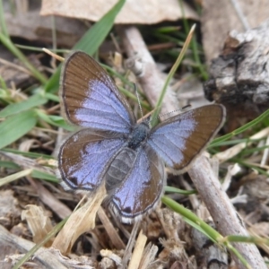 Acrodipsas myrmecophila at suppressed - 2 Nov 2018