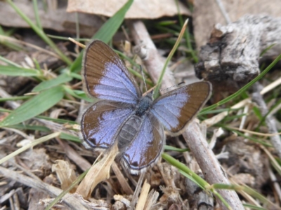 Acrodipsas myrmecophila (Small Ant-blue Butterfly) by Christine