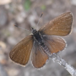 Acrodipsas myrmecophila at suppressed - 2 Nov 2018