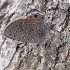 Acrodipsas myrmecophila at suppressed - 2 Nov 2018