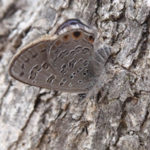 Acrodipsas myrmecophila at suppressed - 2 Nov 2018