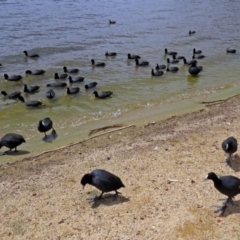 Fulica atra (Eurasian Coot) at Greenway, ACT - 2 Nov 2018 by RodDeb