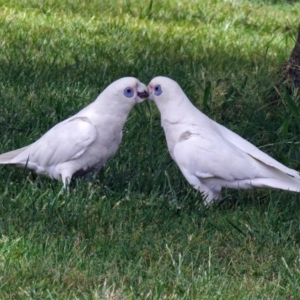 Cacatua sanguinea at Greenway, ACT - 2 Nov 2018 11:59 AM