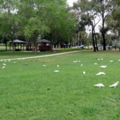 Cacatua sanguinea at Greenway, ACT - 2 Nov 2018