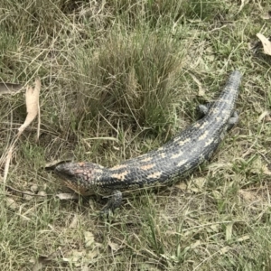 Tiliqua nigrolutea at Tennent, ACT - 2 Nov 2018 10:29 AM