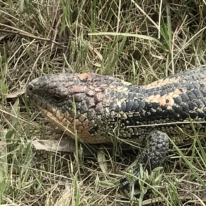 Tiliqua nigrolutea at Tennent, ACT - 2 Nov 2018 10:29 AM