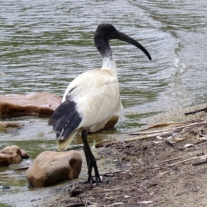 Threskiornis molucca at Greenway, ACT - 2 Nov 2018