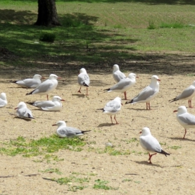 Chroicocephalus novaehollandiae (Silver Gull) at Greenway, ACT - 2 Nov 2018 by RodDeb