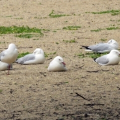 Chroicocephalus novaehollandiae at Greenway, ACT - 2 Nov 2018