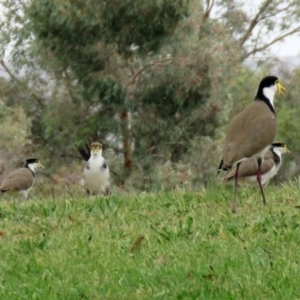 Vanellus miles at Greenway, ACT - 2 Nov 2018