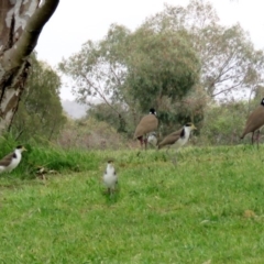 Vanellus miles at Greenway, ACT - 2 Nov 2018